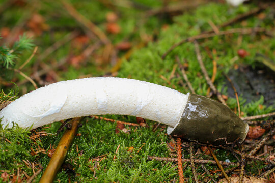Eine Nahaufnahme einer Morchel im Wald. Morcheln sind Pilze.
