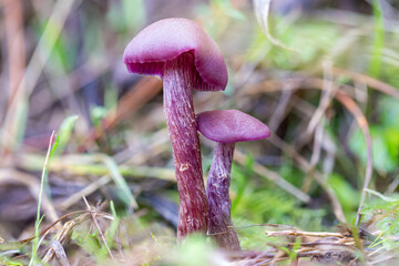 A pair of amethyst deceivers grow near a pine tree forest