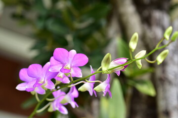 Colorful flowers in nature.flowers in the garden.Flower Blooming in the Suan Luang Rama IX Park.	