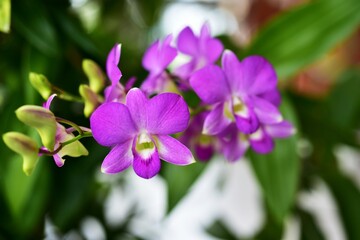 Closeup of orchid flowers beautiful in nature	