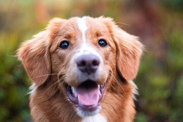Smiling Toller Puppy