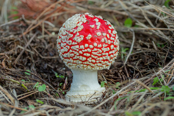 Amanita muscaria growing in a pine tree forest