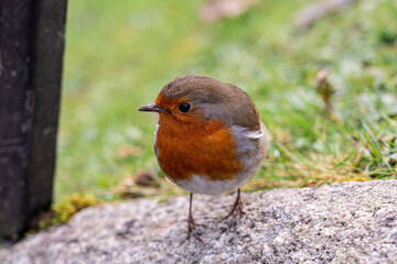 Young Robin keeping an eye on me