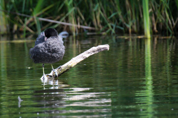 Ein Teichhuhn, Blässhuhn steht auf einem umgestürzten Baum im Teich.