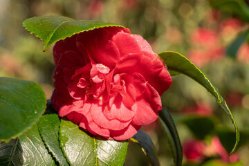 Camellia japonica close up