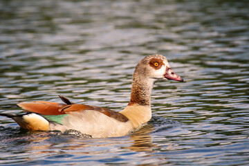Portrait einer schwimmenden Nilgans. Gans auf einem Teich.