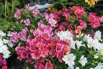 Fototapeta na wymiar Flowers Stall at market