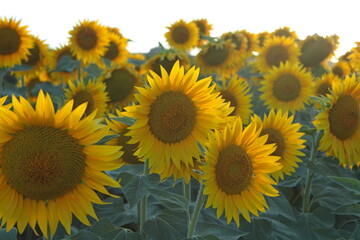 Fototapeta premium la stagione dei girasoli in toscana