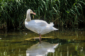 Obraz premium Ein Schwan in seinem Revier einem Teich.