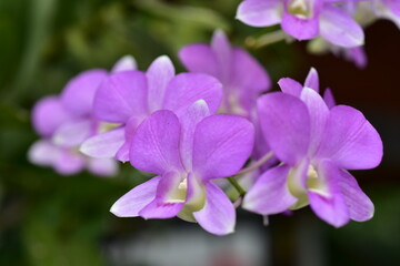 Colorful flowers in nature.flowers in the garden.Flower Blooming in the Suan Luang Rama IX Park.	