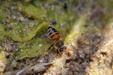 Eine Biene beim trinken an einem Teich.