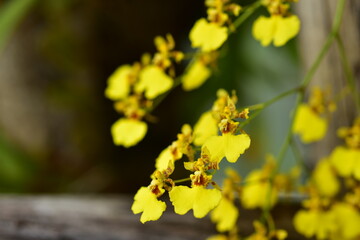 Closeup of orchid flowers beautiful in nature	