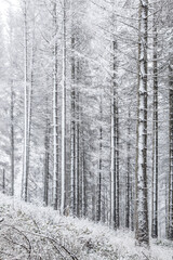 Spruce Forest in Winter with Fog and Snow