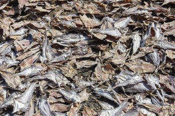 Peaux de poissons en train de sécher 