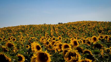 Sonnenblumen die auf einem Feld wachsen recken ihre Blütenkürbe Richtung der Sonne.