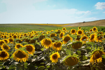 Sonnenblumen die auf einem Feld wachsen recken ihre Blütenkürbe Richtung der Sonne.