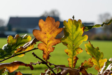 Eichenblätter mit schönster Herbstfärbung im Sonnenschein.