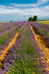 Fototapeta na wymiar Lavender field, Valensole Plain, Provence, France