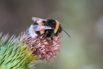 Eine Hummel sammelt auf einer Marindistel ihren Pollen.