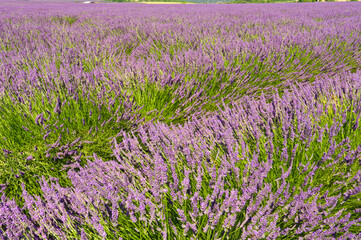 Lavender field, Valensole Plain, Provence, France