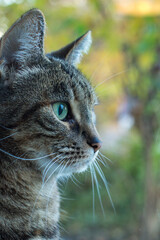 Portrait of a grey tabby cat seen from aside closeup
