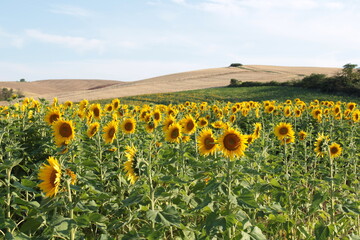 la stagione dei girasoli in toscana