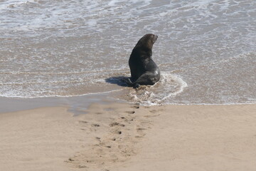 Südafrikanische Seebär (Arctocephalus pusillus), Robberg Nature Reserve, Südafrika