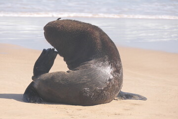 Südafrikanische Seebär (Arctocephalus pusillus), Robberg Nature Reserve, Südafrika