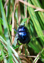 Fototapeta premium Eine Nahaufnahme eines Waldmistkäfer (Anoplotrupes stercorosus) im Wald.