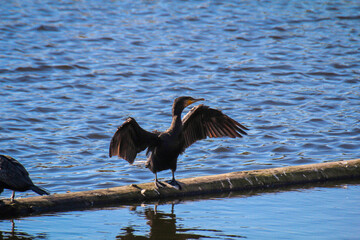 Ein Kormoran mit ausgebreiteten Schwingen bringt sich in Stellung.