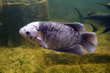 Gaint goramy fish swimming in aquarium. Osphronemus goramy.  