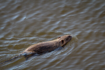 Fototapeta premium Ein Nutria oder auch Bisamratte am Ufer eines Fluss.