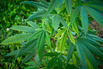 Cannabis plant close-up, marijuana bush	