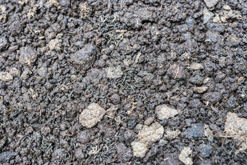 earthworm feces on cultured  bedding materials