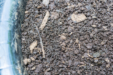 earthworm feces on cultured  bedding materials