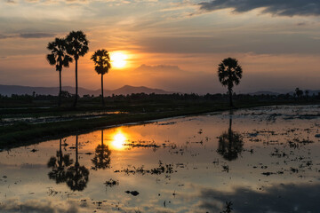 Sunset Background and sugar palm trees field