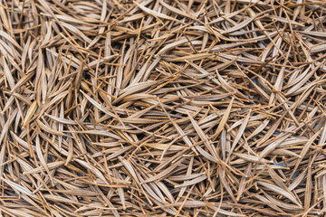 Cosmos flower Seeds for Planting in the garden