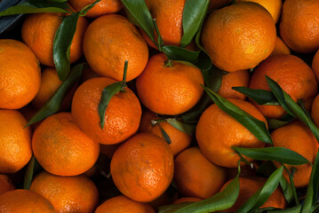 Ripe fresh clementine ready for market