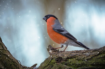 Gimpel / Dompfaff auf Ast