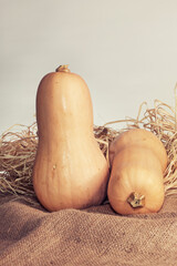 Two pumpkins laid on hay and sackcloth. Grey Background. Stock Image.