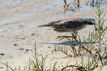Green Heron (Butorides virescens) in Bolsa Chica Ecological Reserve, California, USA