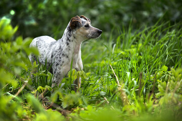 Happy dog, cheerful dog. Portrait of funny and curious dog Mixed breed. The crossbreed of a dog