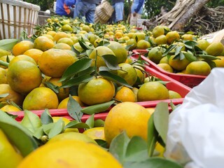 fruits and vegetables