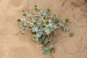 chardon sur une dune
