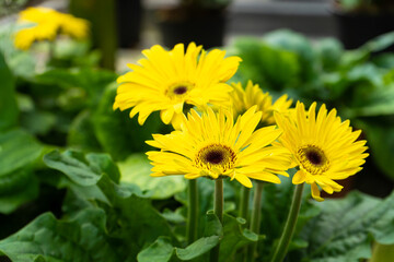 beautiful yellow gerbera flower close up a