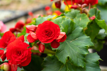 Blooming red rose bush flowers in plant store