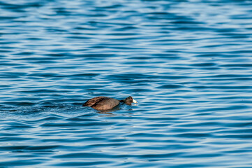 American Coot (Fulica americana) in Malibu Lagoon, California, USA