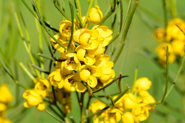 Senna artemisioides sub filifolia, a native species of Australia and used in gardening as an...