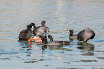 American Coots (Fulica americana) and Northern Shoveler (Anas clypeata) in Malibu Lagoon, California, USA