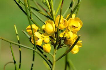 Senna artemisioides sub filifolia, a native species of Australia and used in gardening as an...